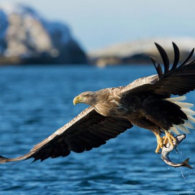 This picture of White-tailed Eagle with a catch was taken in Norway from a boat.